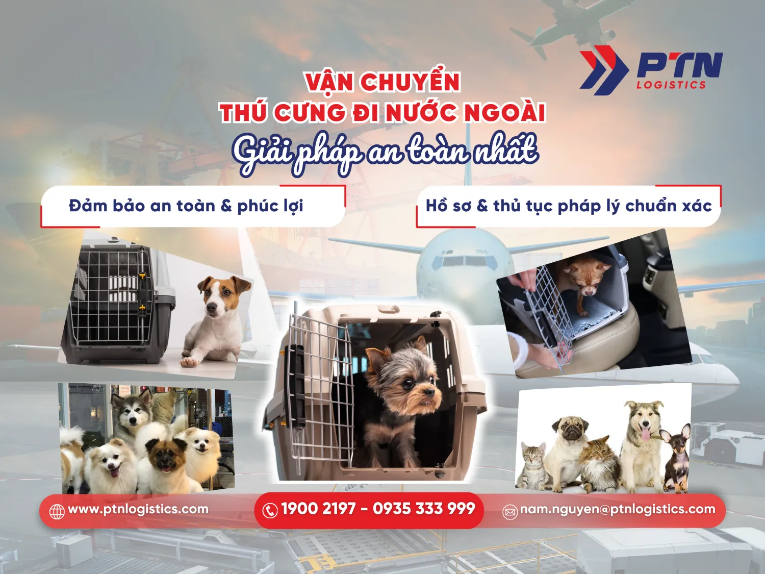 Vận chuyển thú cưng đi nước ngoài: Giải pháp an toàn nhất