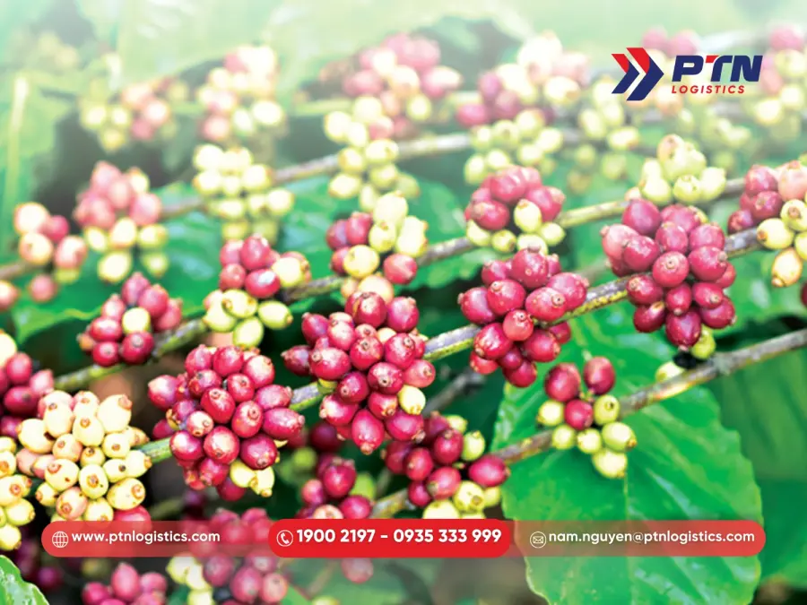 Trung Quốc nhập khẩu cà phê Việt Nam