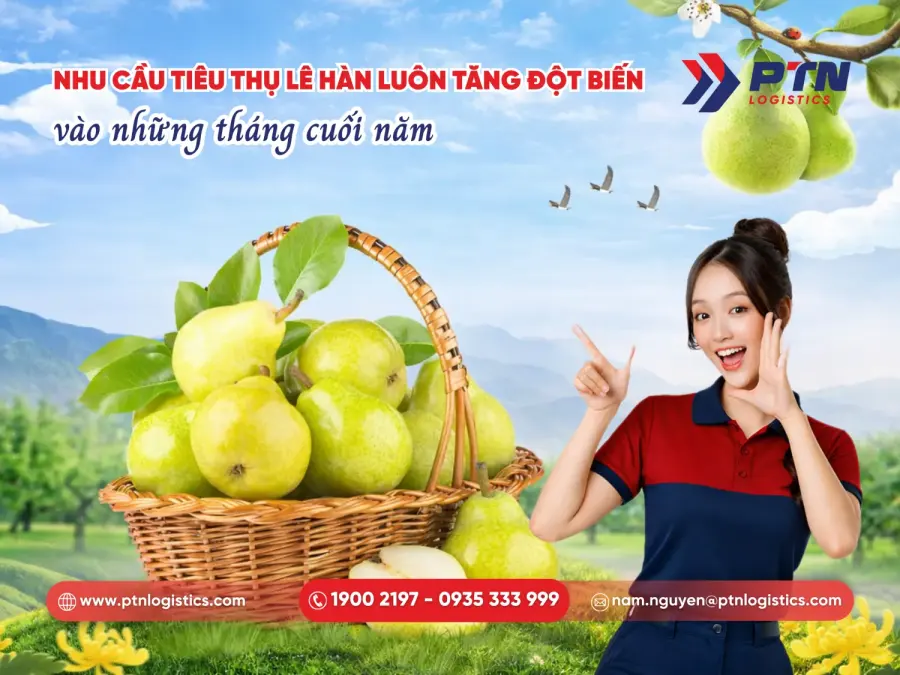 Nhu cầu tiêu thụ lê Hàn Quốc luôn tăng đột biến vào các ngày cuối năm